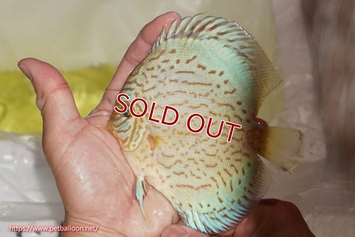 画像3: 【ディスカス】【ディスカス】【通販】ジャイアントブルーフローラ（ハイフォーム）【個体ペア販売】12-13cm（生体）マレーシア　NAディスカスファーム (3)