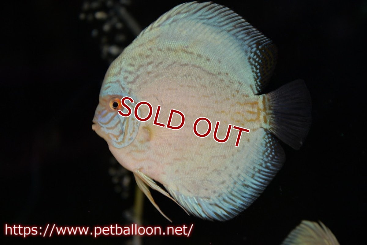 画像5: 【ディスカス】【ディスカス】【通販】ジャイアントブルーフローラ（ハイフォーム）【個体ペア販売】12-13cm（生体）マレーシア　NAディスカスファーム (5)