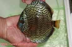 画像1: 【サマーセール10%OFFクーポン番号（10）対象商品 】【ディスカス】【通販】【初入荷マレーシア屈指のファーム】ワイルドロイヤルブルークロス（センターバータイプ）【個体販売】15cm （生体）【マレーシア　PERMAI KENCANAディスカスファーム　Winson氏　】 (1)