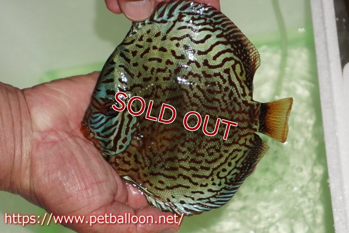 画像2: 【ディスカス】【通販】【初入荷マレーシア屈指のファーム】ワイルドロイヤルブルークロス（センターバータイプ）【個体販売】15cm （生体）【マレーシア　PERMAI KENCANAディスカスファーム　Winson氏　】 (2)