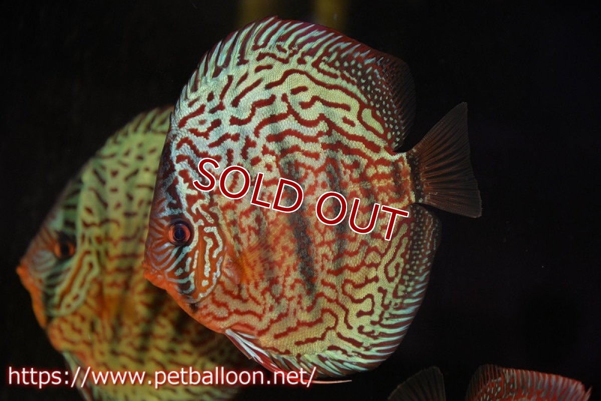 画像1: 【ディスカス】【通販】【初入荷マレーシア屈指のファーム】ワイルドロイヤルブルークロス（センターバータイプ）【個体販売】15cm （生体）【マレーシア　PERMAI KENCANAディスカスファーム　Winson氏　】 (1)