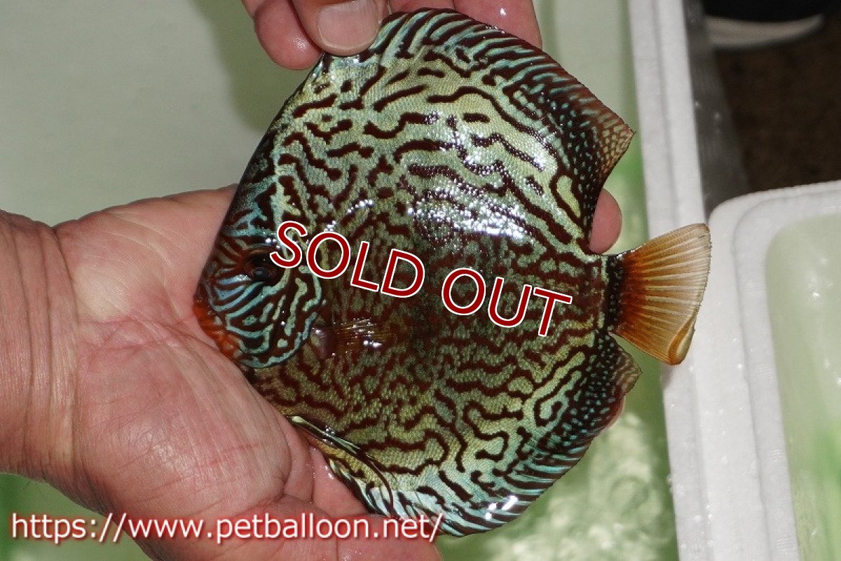 画像2: 【ディスカス】【通販】【初入荷マレーシア屈指のファーム】ワイルドロイヤルブルークロス（センターバータイプ）【個体販売】15cm （生体）【マレーシア　PERMAI KENCANAディスカスファーム　Winson氏　】 (2)