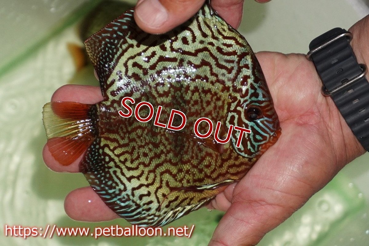 画像3: 【ディスカス】【通販】【初入荷マレーシア屈指のファーム】ワイルドロイヤルブルークロス（センターバータイプ）【個体販売】15cm （生体）【マレーシア　PERMAI KENCANAディスカスファーム　Winson氏　】 (3)