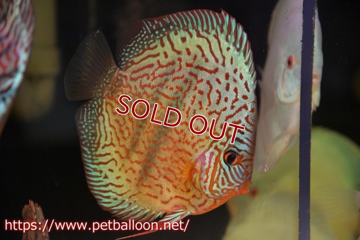 画像1: 【ウィンターセール クーポンご利用で更に10％OFF対象商品】【ディスカス】【通販】【初入荷マレーシア屈指のファーム】ワイルドロイヤルブルークロス（センターバータイプ）【個体販売】15cm （生体）【マレーシア　PERMAI KENCANAディスカスファーム　Winson氏　】 (1)