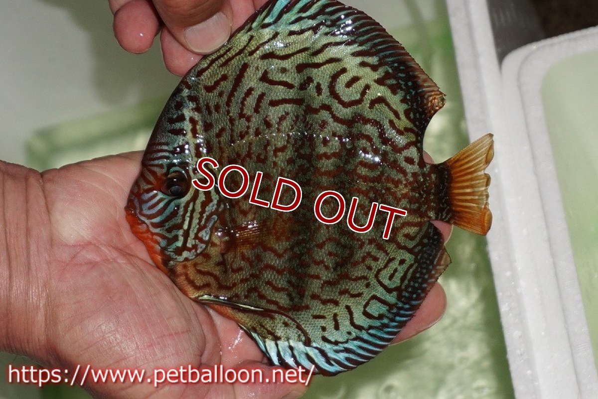 画像2: 【ウィンターセール クーポンご利用で更に10％OFF対象商品】【ディスカス】【通販】【初入荷マレーシア屈指のファーム】ワイルドロイヤルブルークロス（センターバータイプ）【個体販売】15cm （生体）【マレーシア　PERMAI KENCANAディスカスファーム　Winson氏　】 (2)