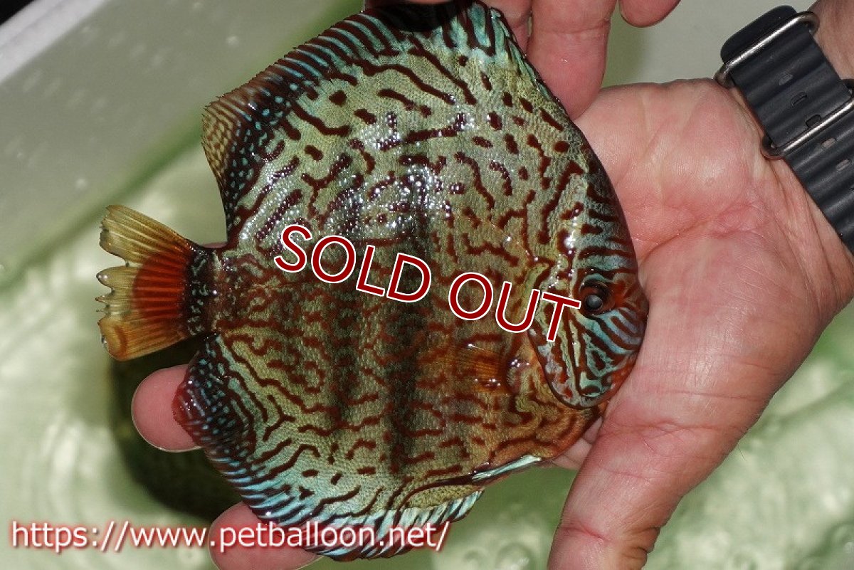 画像3: 【ウィンターセール クーポンご利用で更に10％OFF対象商品】【ディスカス】【通販】【初入荷マレーシア屈指のファーム】ワイルドロイヤルブルークロス（センターバータイプ）【個体販売】15cm （生体）【マレーシア　PERMAI KENCANAディスカスファーム　Winson氏　】 (3)