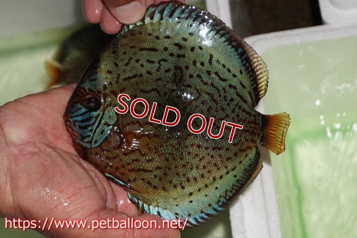 画像1: 【ディスカス】【通販】【初入荷マレーシア屈指のファーム】ワイルドロイヤルブルークロス（センターバータイプ）【個体販売】15cm （生体）【マレーシア　PERMAI KENCANAディスカスファーム　Winson氏　】 (1)