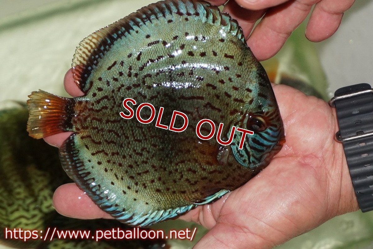 画像2: 【ディスカス】【通販】【初入荷マレーシア屈指のファーム】ワイルドロイヤルブルークロス（センターバータイプ）【個体販売】15cm （生体）【マレーシア　PERMAI KENCANAディスカスファーム　Winson氏　】 (2)