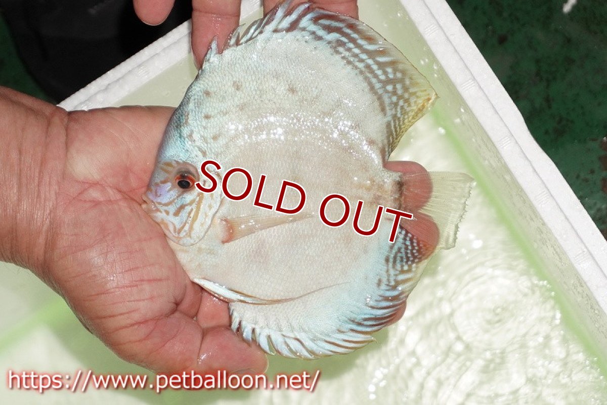 画像2: 【ディスカス】【通販】【初入荷マレーシア屈指のファーム】ハイボディリフレクションDコバルト【個体販売】14cm （生体）【マレーシア　PERMAI KENCANAディスカスファーム　Winson氏　】 (2)