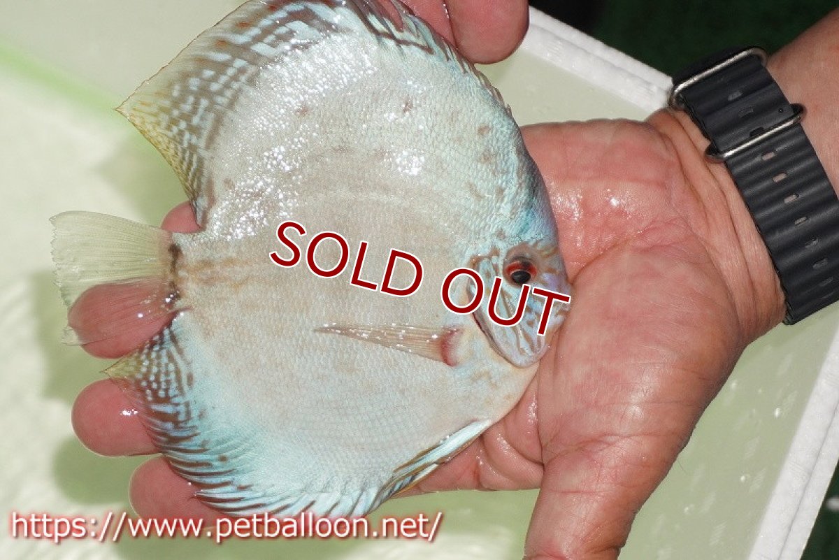 画像3: 【ディスカス】【通販】【初入荷マレーシア屈指のファーム】ハイボディリフレクションDコバルト【個体販売】14cm （生体）【マレーシア　PERMAI KENCANAディスカスファーム　Winson氏　】 (3)