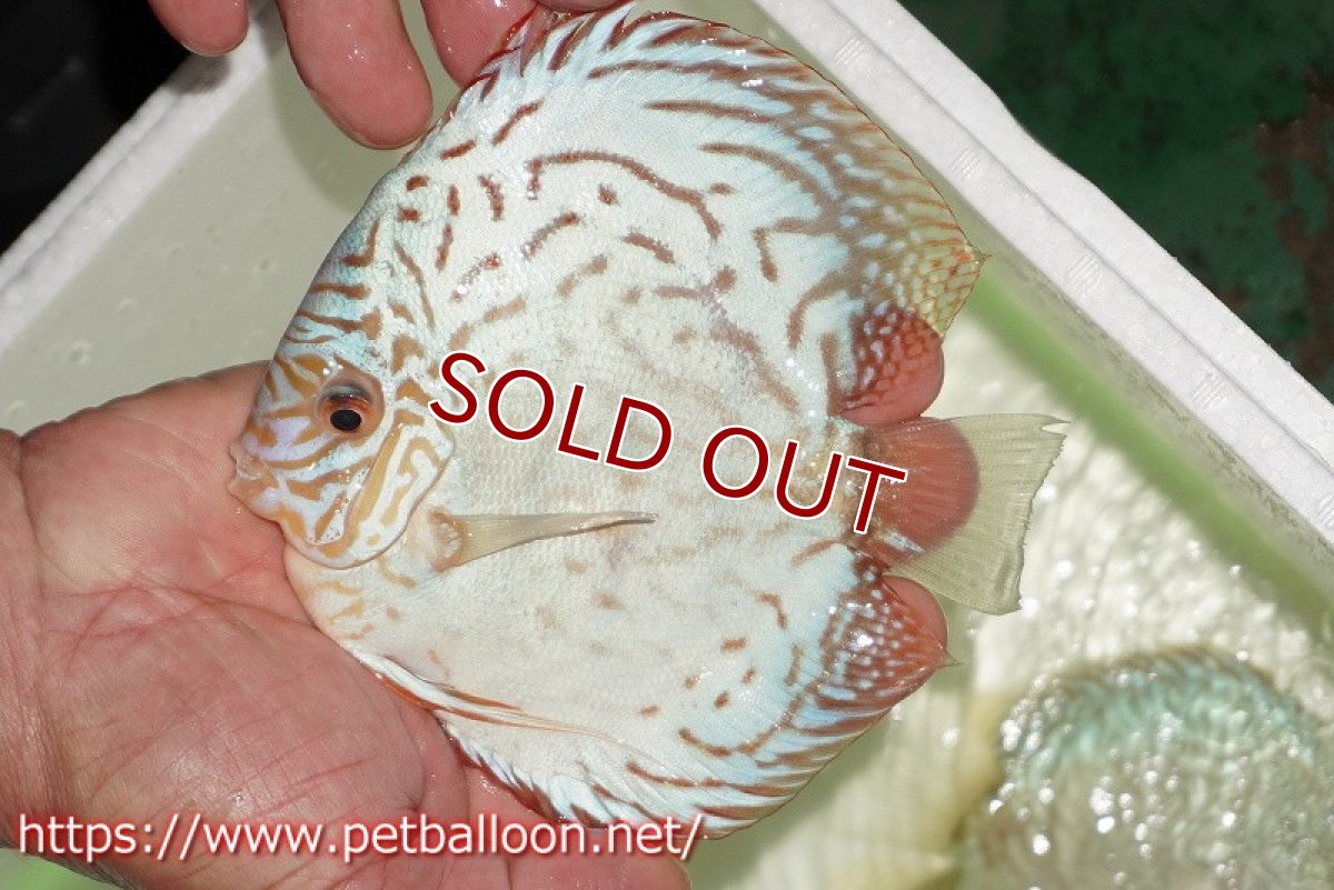 画像1: 【水槽スペース確保のため大特価】【ディスカス】【通販】【初入荷マレーシア屈指のファーム】ハイボディリフレクションDコバルト【個体販売】14cm （生体）【マレーシア　PERMAI KENCANAディスカスファーム　Winson氏　】 (1)