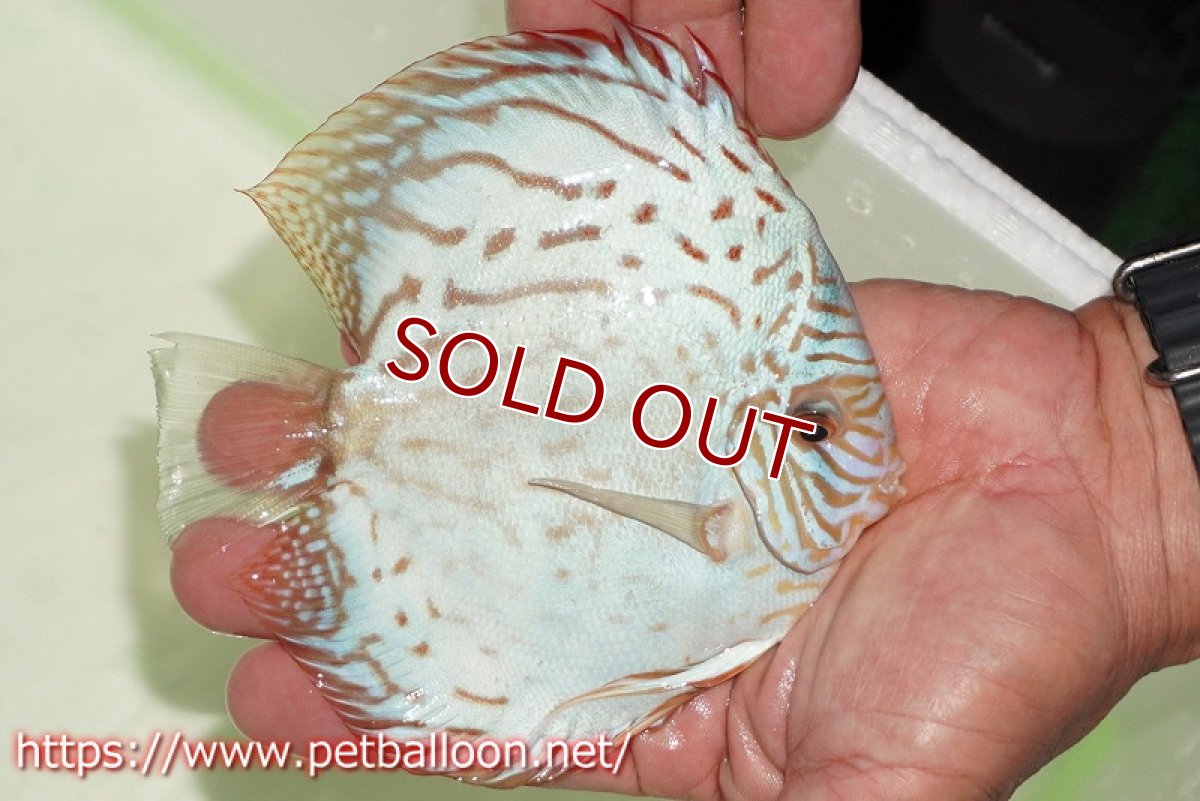 画像2: 【水槽スペース確保のため大特価】【ディスカス】【通販】【初入荷マレーシア屈指のファーム】ハイボディリフレクションDコバルト【個体販売】14cm （生体）【マレーシア　PERMAI KENCANAディスカスファーム　Winson氏　】 (2)