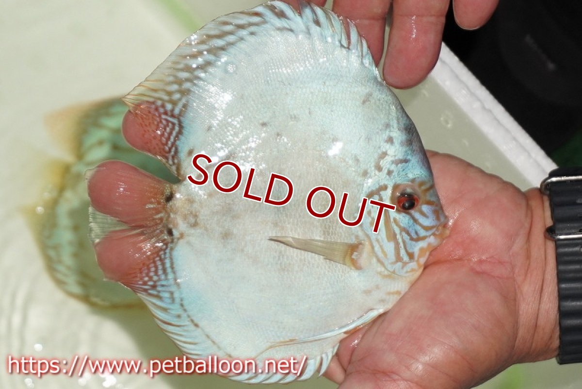 画像2: 【ディスカス】【通販】【初入荷マレーシア屈指のファーム】ハイボディリフレクションDコバルト【個体販売】14cm （生体）【マレーシア　PERMAI KENCANAディスカスファーム　Winson氏　】 (2)