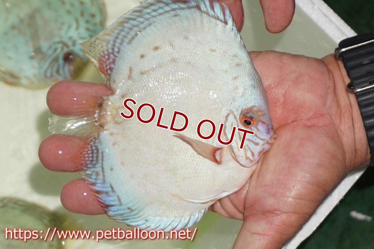 画像2: 【ディスカス】【通販】【初入荷マレーシア屈指のファーム】ハイボディリフレクションDコバルト【個体販売】14cm （生体）【マレーシア　PERMAI KENCANAディスカスファーム　Winson氏　】 (2)