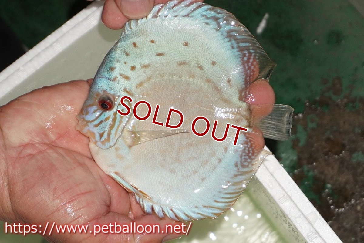 画像2: 【ディスカス】【通販】【初入荷マレーシア屈指のファーム】ハイボディリフレクションDコバルト【個体販売】14cm （生体）【マレーシア　PERMAI KENCANAディスカスファーム　Winson氏　】 (2)