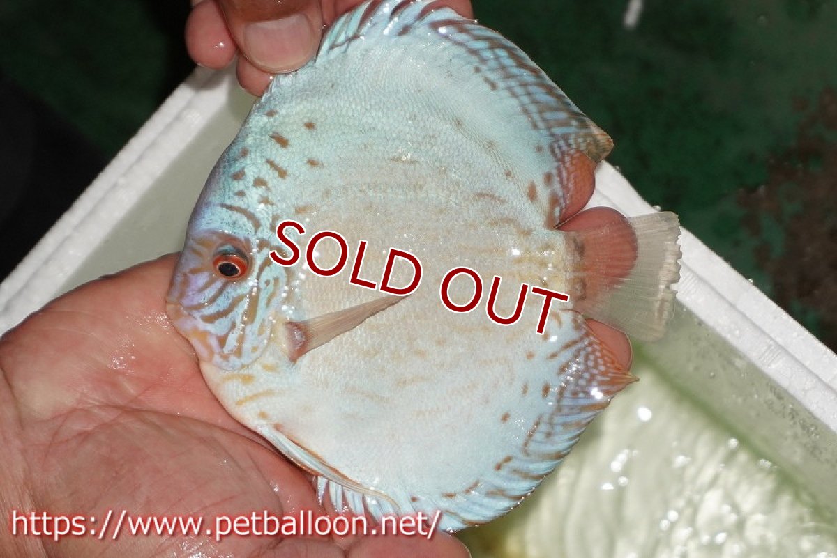 画像2: 【ディスカス】【通販】【初入荷マレーシア屈指のファーム】ハイボディリフレクションDコバルト【個体販売】14cm （生体）【マレーシア　PERMAI KENCANAディスカスファーム　Winson氏　】 (2)