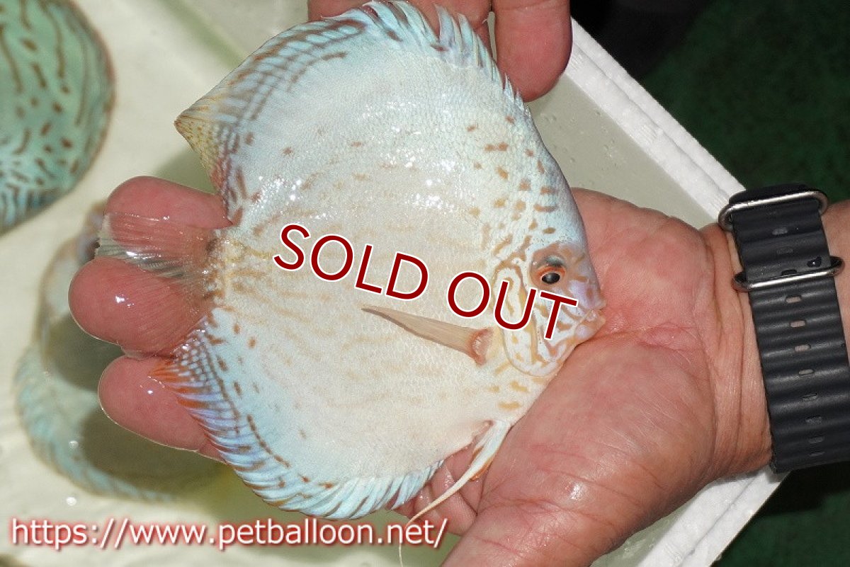 画像3: 【ディスカス】【通販】【初入荷マレーシア屈指のファーム】ハイボディリフレクションDコバルト【個体販売】14cm （生体）【マレーシア　PERMAI KENCANAディスカスファーム　Winson氏　】 (3)