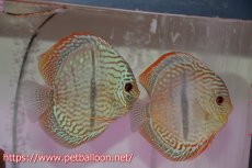 画像1: 【サマーセール10%OFFクーポン番号（10）対象商品 】【ディスカス】【通販】【産卵経験あり】【ニューストレイン】ヤムンダブルームーンヘッケルクロス（ハイフォーム　タイプブルー）【個体ペア販売】13-14cm（生体）マレーシア　KLディスカスファーム (1)