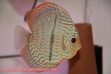 画像2: 【サマーセール10%OFFクーポン番号（10）対象商品 】【ディスカス】【通販】【産卵経験あり】【ニューストレイン】ヤムンダブルームーンヘッケルクロス（ハイフォーム　タイプブルー）【個体ペア販売】13-14cm（生体）マレーシア　KLディスカスファーム (2)
