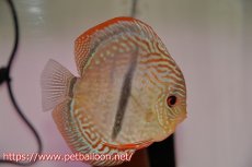 画像5: 【サマーセール10%OFFクーポン番号（10）対象商品 】【ディスカス】【通販】【産卵経験あり】【ニューストレイン】ヤムンダブルームーンヘッケルクロス（ハイフォーム　タイプブルー）【個体ペア販売】13-14cm（生体）マレーシア　KLディスカスファーム (5)