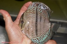 画像6: 【サマーセール10%OFFクーポン番号（10）対象商品 】【ディスカス】【通販】【産卵経験あり】【ニューストレイン】ヤムンダブルームーンヘッケルクロス（ハイフォーム　タイプブルー）【個体ペア販売】13-14cm（生体）マレーシア　KLディスカスファーム (6)
