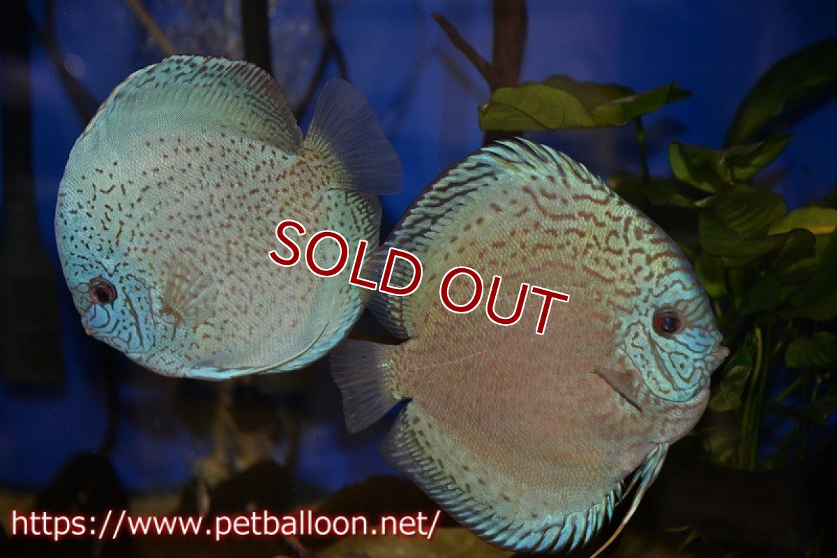 画像1: 【ディスカス】【通販】【産卵経験あり】スポテッドロイヤルブルーサクラ（ハイフォーム）【個体ペア販売】16-17cm（生体）マレーシア　NAディスカスファーム (1)