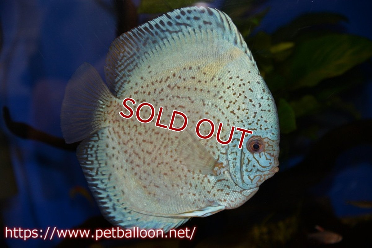 画像2: 【ディスカス】【通販】【産卵経験あり】スポテッドロイヤルブルーサクラ（ハイフォーム）【個体ペア販売】16-17cm（生体）マレーシア　NAディスカスファーム (2)