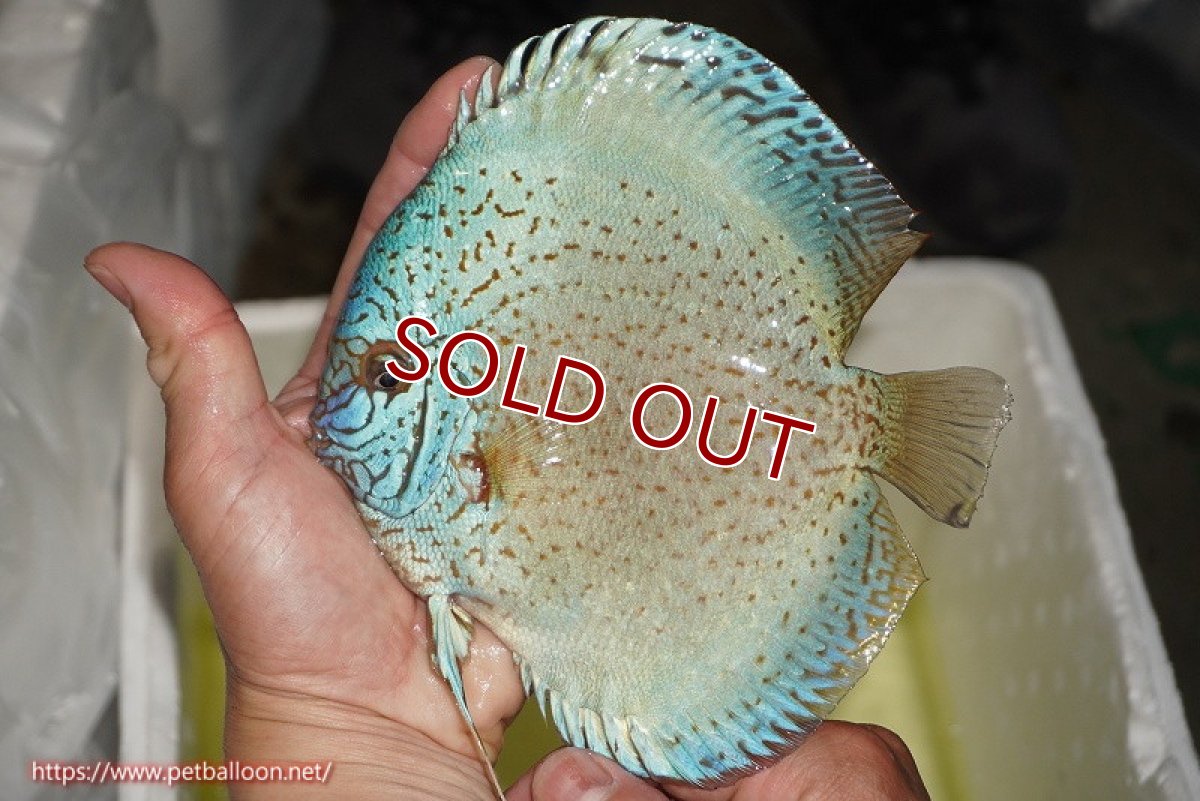 画像3: 【ディスカス】【通販】【産卵経験あり】スポテッドロイヤルブルーサクラ（ハイフォーム）【個体ペア販売】16-17cm（生体）マレーシア　NAディスカスファーム (3)