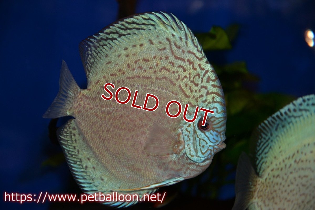 画像5: 【ディスカス】【通販】【産卵経験あり】スポテッドロイヤルブルーサクラ（ハイフォーム）【個体ペア販売】16-17cm（生体）マレーシア　NAディスカスファーム (5)