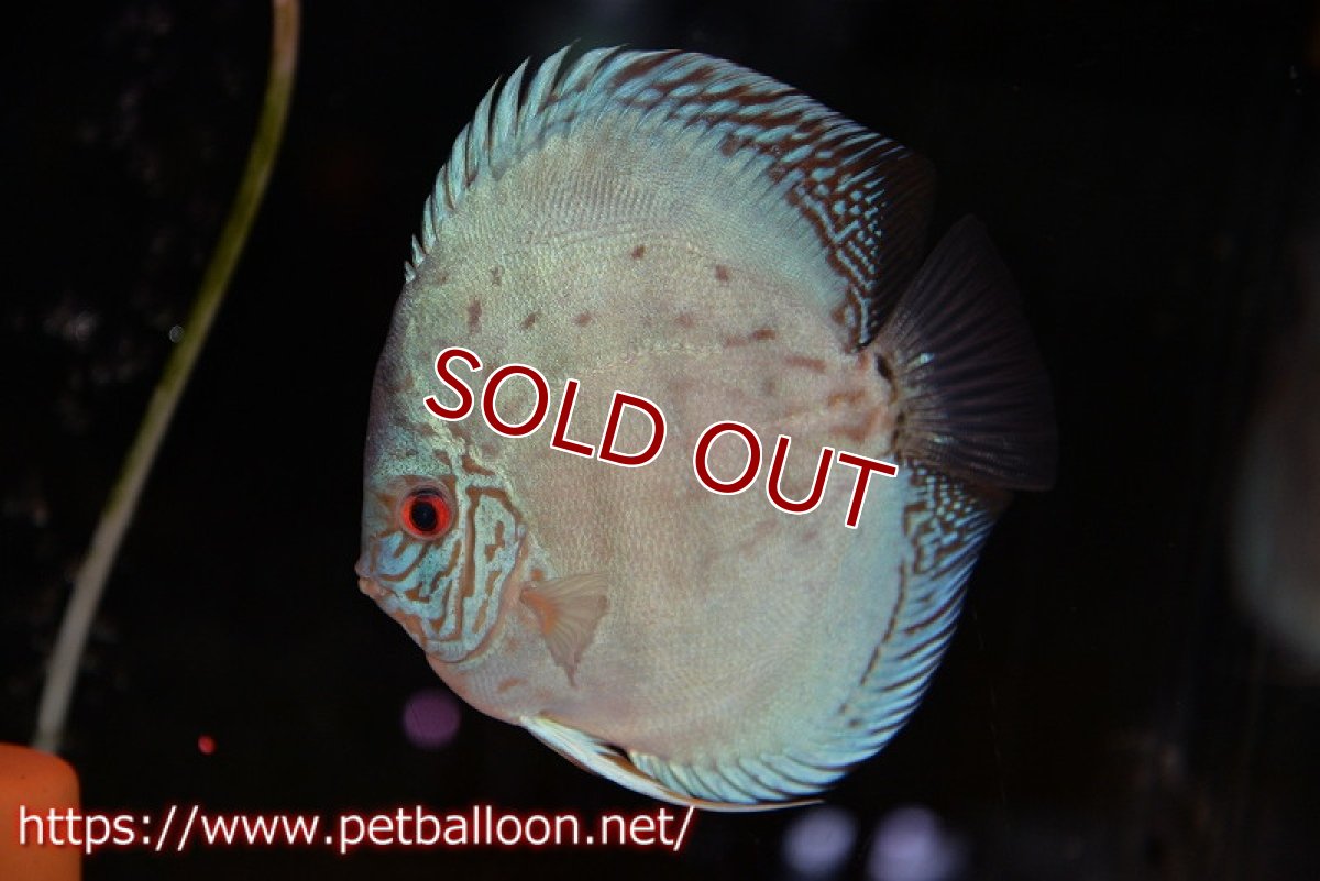 画像2: 【ディスカス】【通販】【初入荷マレーシア屈指のファーム】ハイボディリフレクションDコバルト【個体ペア販売】14cm （生体）【マレーシア　PERMAI KENCANAディスカスファーム　Winson氏　】 (2)