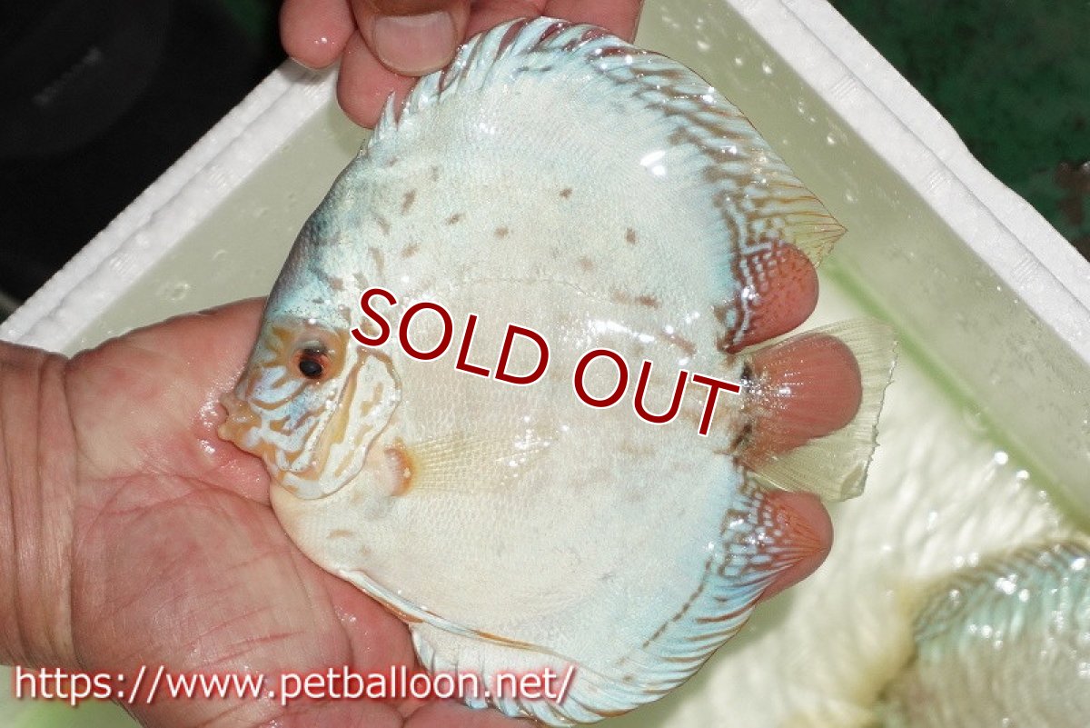 画像3: 【ディスカス】【通販】【初入荷マレーシア屈指のファーム】ハイボディリフレクションDコバルト【個体ペア販売】14cm （生体）【マレーシア　PERMAI KENCANAディスカスファーム　Winson氏　】 (3)