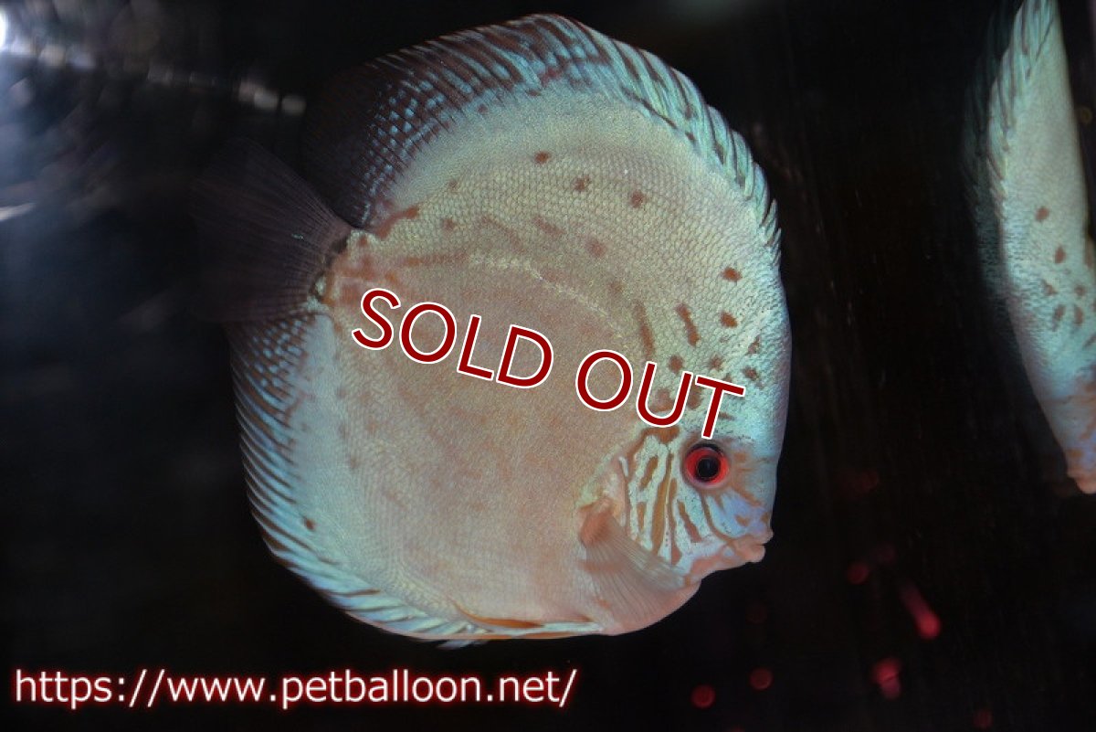 画像5: 【ディスカス】【通販】【初入荷マレーシア屈指のファーム】ハイボディリフレクションDコバルト【個体ペア販売】14cm （生体）【マレーシア　PERMAI KENCANAディスカスファーム　Winson氏　】 (5)