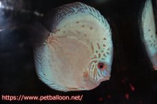 画像5: 【ペア祭り クーポン10%割引き（10）対象商品】【ディスカス】【通販】【初入荷マレーシア屈指のファーム】ハイボディリフレクションDコバルト【個体ペア販売】14cm （生体）【マレーシア　PERMAI KENCANAディスカスファーム　Winson氏　】 (5)