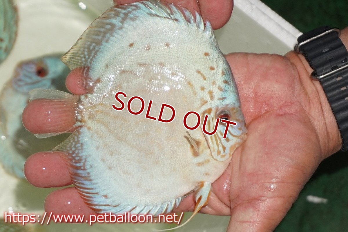 画像7: 【ディスカス】【通販】【初入荷マレーシア屈指のファーム】ハイボディリフレクションDコバルト【個体ペア販売】14cm （生体）【マレーシア　PERMAI KENCANAディスカスファーム　Winson氏　】 (7)