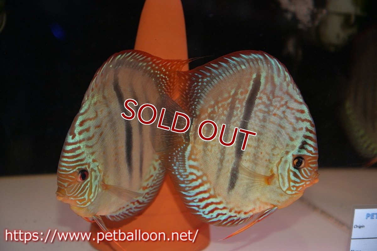 画像1: 【ディスカス】【通販】【激レア究極のワイルドクロス 現地ブリーディングペア】ヤムンダブルームーン クロス ラーゴパラコニブラッドレッド(F3)（ハイフォーム）【個体ペア販売】15-17cm（生体）マレーシア　KLディスカスファーム (1)