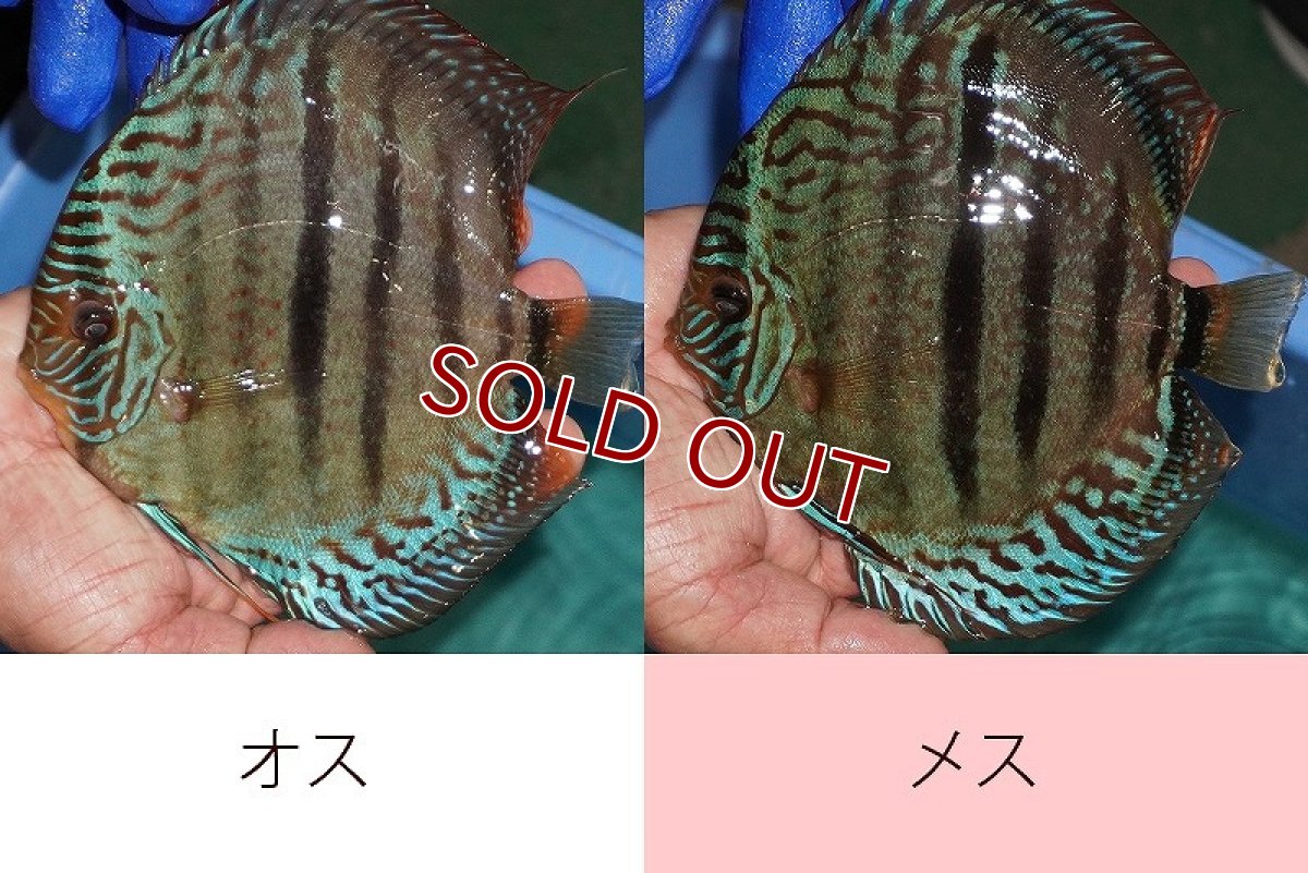 画像2: 【ディスカス】【通販】【激レア究極のワイルドクロス 現地ブリーディングペア】ヤムンダブルームーン クロス ラーゴパラコニブラッドレッド(F3)（ハイフォーム）【個体ペア販売】15-17cm（生体）マレーシア　KLディスカスファーム (2)