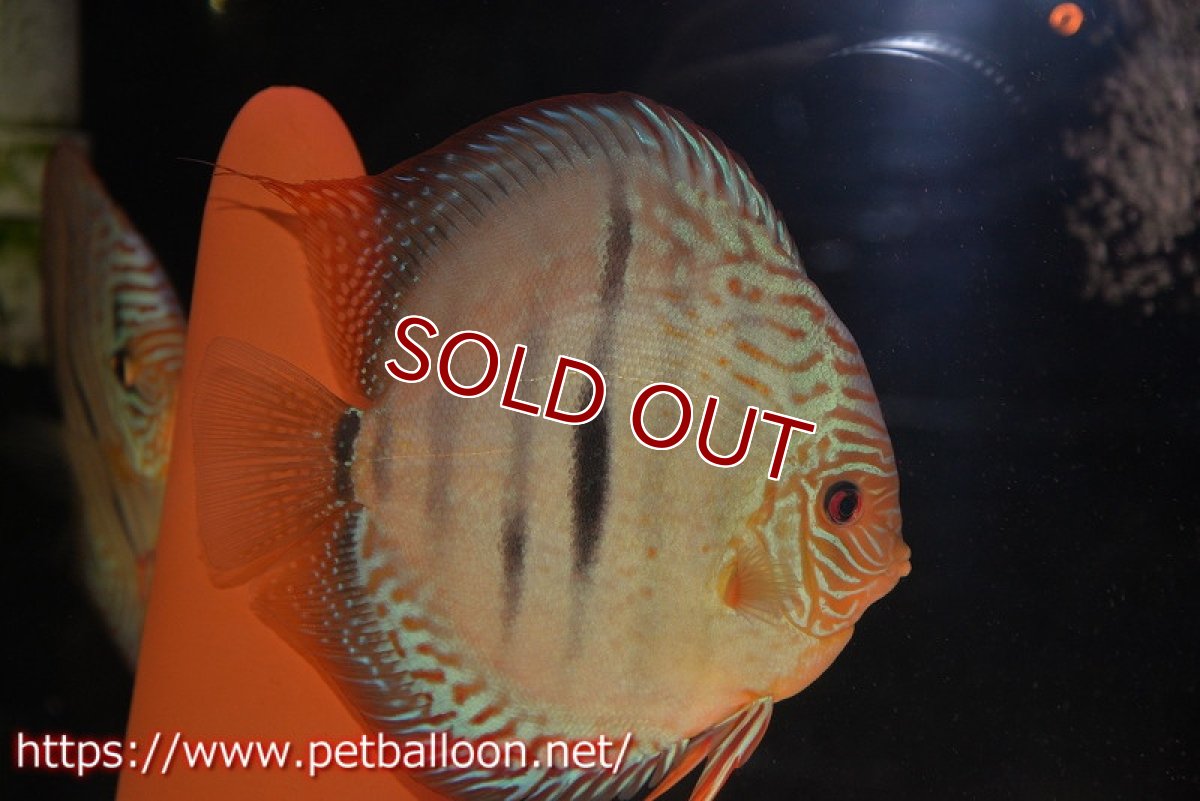 画像3: 【ディスカス】【通販】【激レア究極のワイルドクロス 現地ブリーディングペア】ヤムンダブルームーン クロス ラーゴパラコニブラッドレッド(F3)（ハイフォーム）【個体ペア販売】15-17cm（生体）マレーシア　KLディスカスファーム (3)