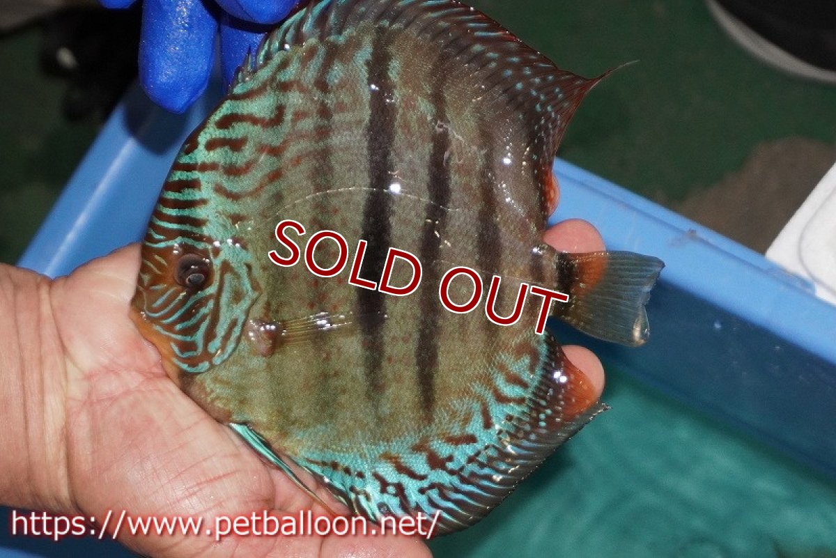 画像4: 【ディスカス】【通販】【激レア究極のワイルドクロス 現地ブリーディングペア】ヤムンダブルームーン クロス ラーゴパラコニブラッドレッド(F3)（ハイフォーム）【個体ペア販売】15-17cm（生体）マレーシア　KLディスカスファーム (4)