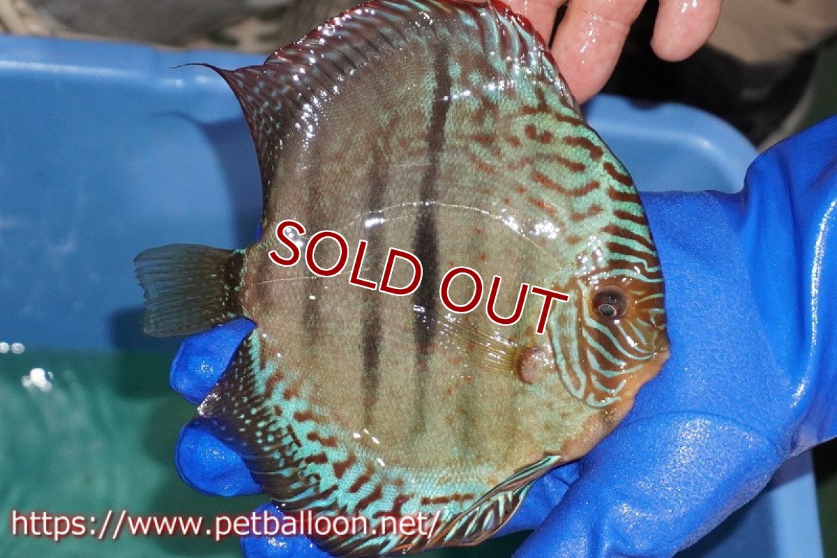 画像5: 【ディスカス】【通販】【激レア究極のワイルドクロス 現地ブリーディングペア】ヤムンダブルームーン クロス ラーゴパラコニブラッドレッド(F3)（ハイフォーム）【個体ペア販売】15-17cm（生体）マレーシア　KLディスカスファーム (5)