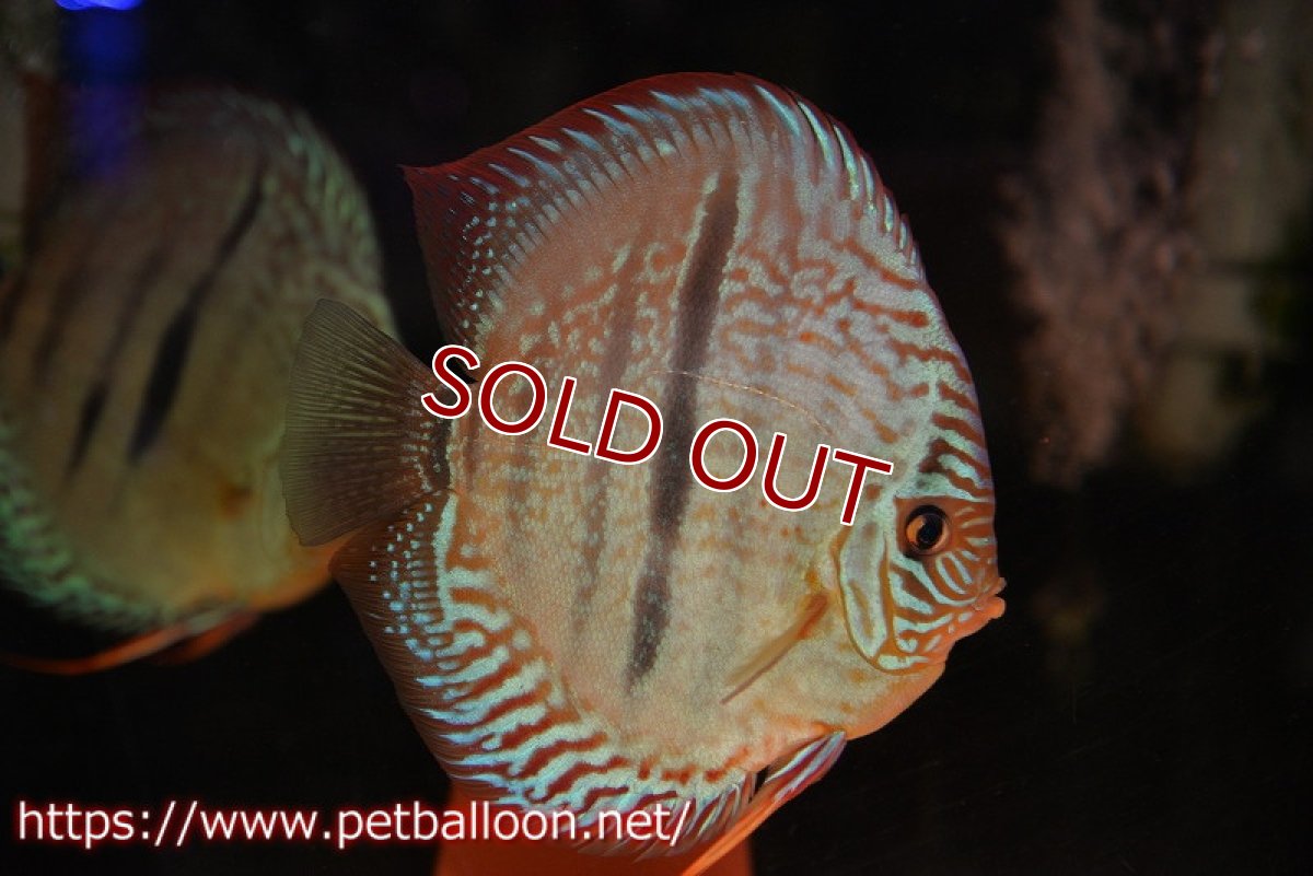 画像6: 【ディスカス】【通販】【激レア究極のワイルドクロス 現地ブリーディングペア】ヤムンダブルームーン クロス ラーゴパラコニブラッドレッド(F3)（ハイフォーム）【個体ペア販売】15-17cm（生体）マレーシア　KLディスカスファーム (6)