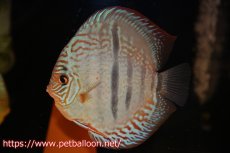 画像6: 【ディスカス】【通販】【激レア究極のワイルドクロス 現地ブリーディングペア】ヤムンダブルームーン クロス ラーゴパラコニブラッドレッド(F3)（ハイフォーム）【個体ペア販売】15-17cm（生体）マレーシア　KLディスカスファーム (6)