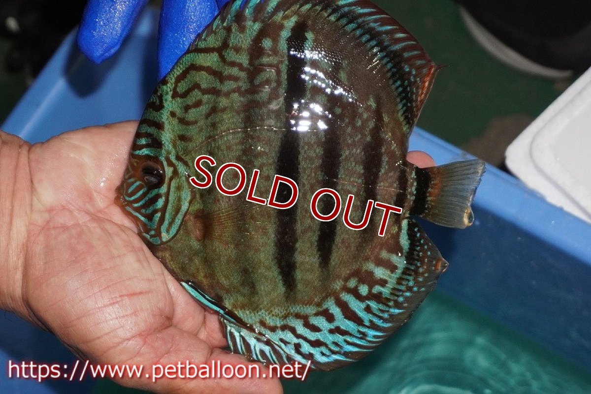 画像7: 【ディスカス】【通販】【激レア究極のワイルドクロス 現地ブリーディングペア】ヤムンダブルームーン クロス ラーゴパラコニブラッドレッド(F3)（ハイフォーム）【個体ペア販売】15-17cm（生体）マレーシア　KLディスカスファーム (7)