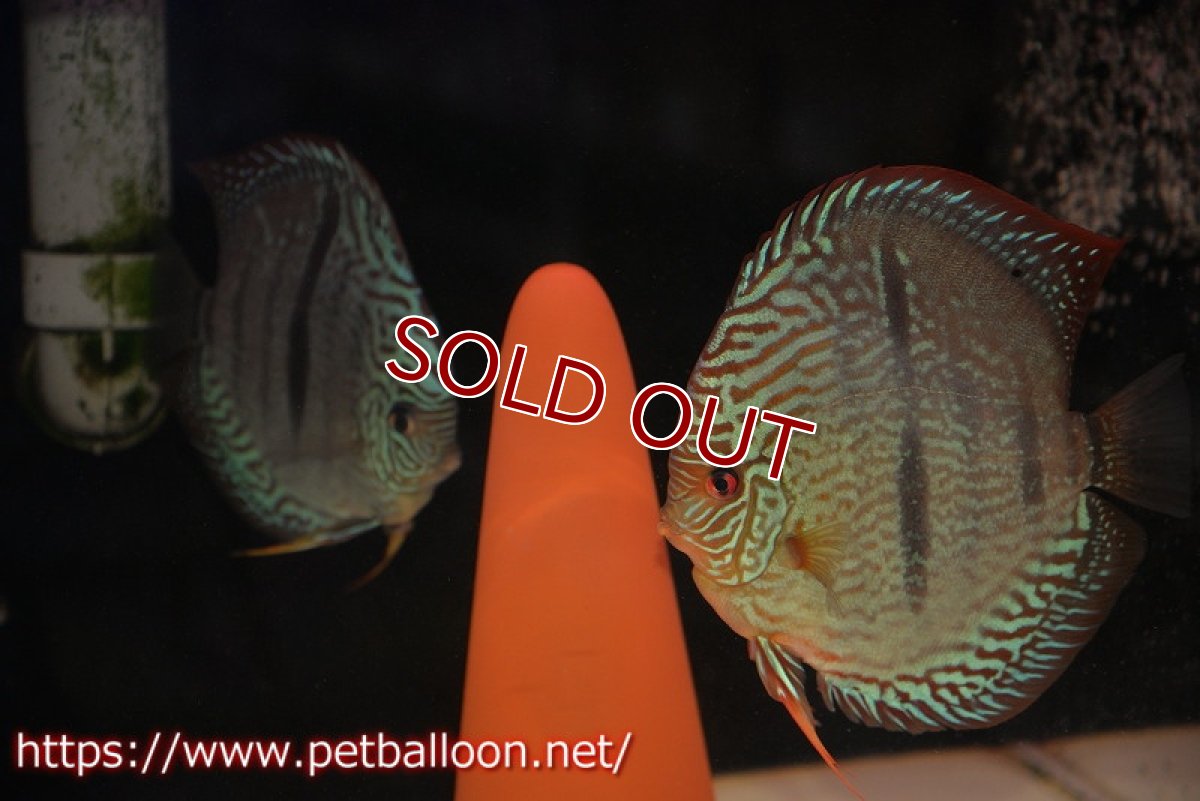 画像1: 【ディスカス】【通販】【激レア究極のワイルドクロス 現地ブリーディングペア】ヤムンダブルームーン クロス ラーゴパラコニブラッドレッド(F3)（ハイフォーム）【個体ペア販売】15-17cm（生体）マレーシア　KLディスカスファーム (1)