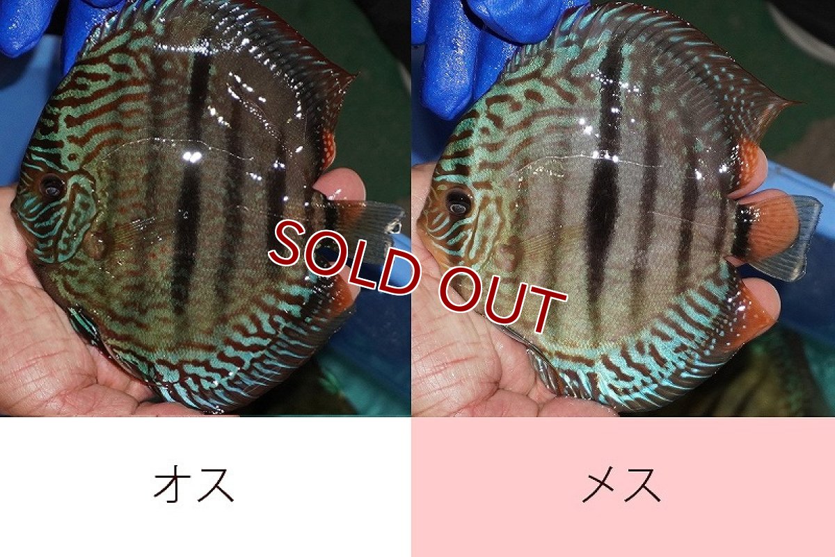 画像2: 【ディスカス】【通販】【激レア究極のワイルドクロス 現地ブリーディングペア】ヤムンダブルームーン クロス ラーゴパラコニブラッドレッド(F3)（ハイフォーム）【個体ペア販売】15-17cm（生体）マレーシア　KLディスカスファーム (2)