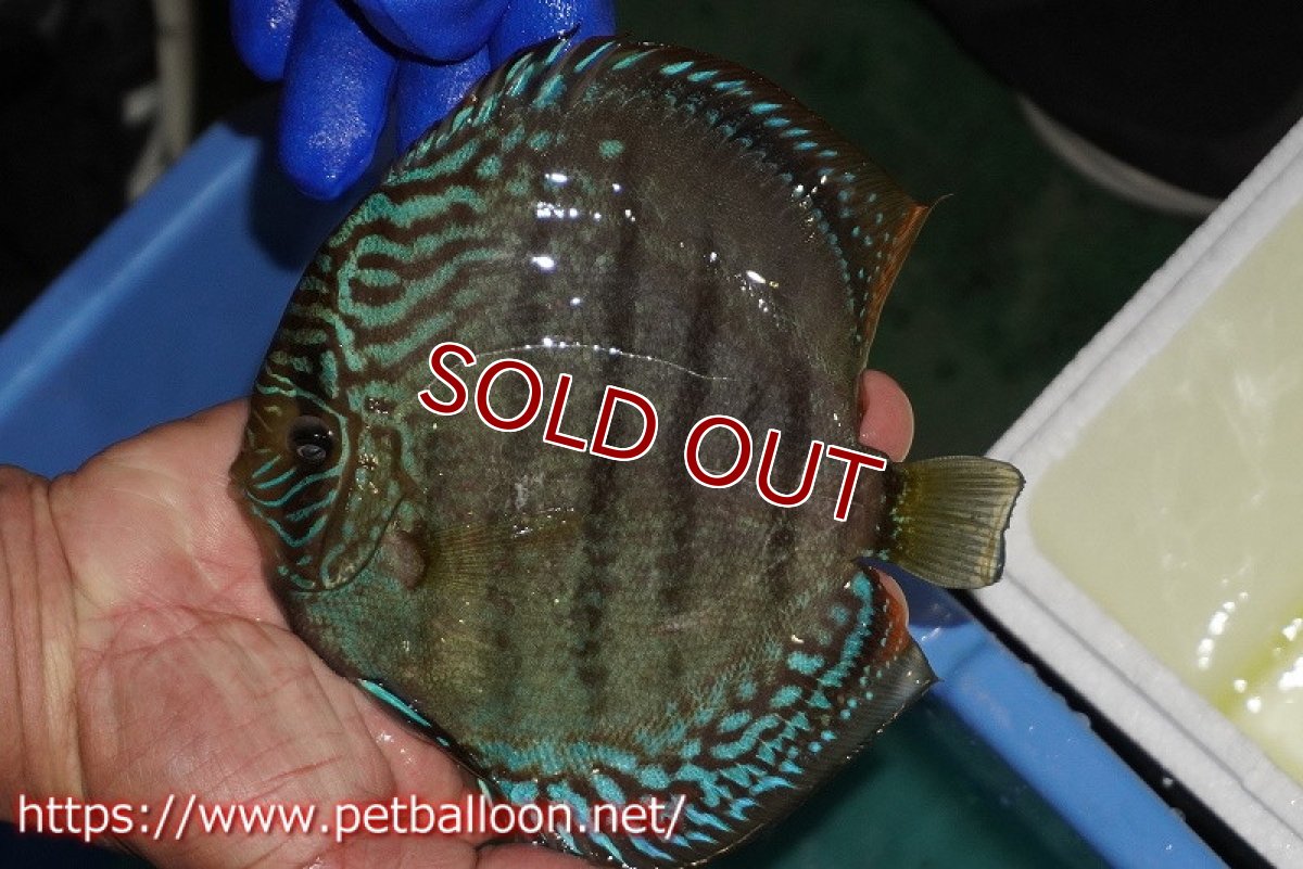 画像2: 【ディスカス】【通販】【激レア究極のワイルドクロス】ヤムンダブルームーン クロス ラーゴイリピシレッドセンターバー( F3)（ハイフォーム）【個体販売】17-18cm（生体）マレーシア　KLディスカスファーム (2)