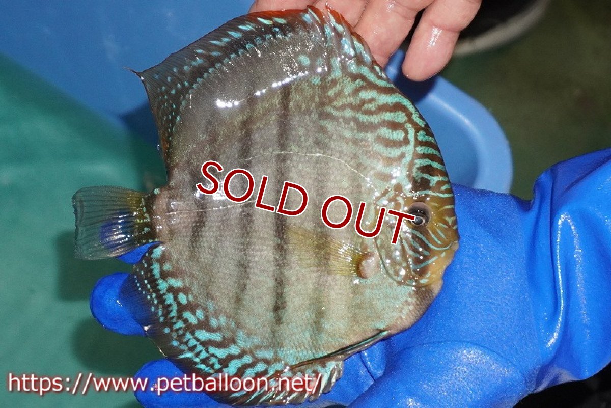 画像3: 【ディスカス】【通販】【激レア究極のワイルドクロス】ヤムンダブルームーン クロス ラーゴイリピシレッドセンターバー( F3)（ハイフォーム）【個体販売】17-18cm（生体）マレーシア　KLディスカスファーム (3)