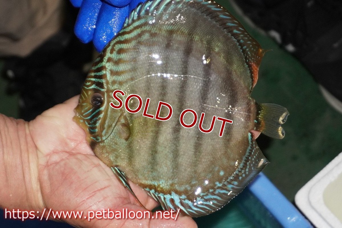 画像2: 【ディスカス】【通販】【激レア究極のワイルドクロス】ヤムンダブルームーン クロス ラーゴイリピシレッドセンターバー( F3)（ハイフォーム）【個体販売】17-18cm（生体）マレーシア　KLディスカスファーム (2)