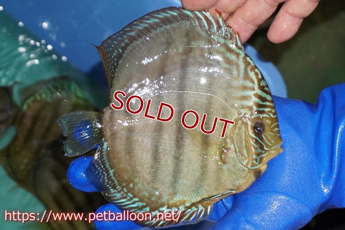 画像3: 【ディスカス】【通販】【激レア究極のワイルドクロス】ヤムンダブルームーン クロス ラーゴイリピシレッドセンターバー( F3)（ハイフォーム）【個体販売】17-18cm（生体）マレーシア　KLディスカスファーム (3)