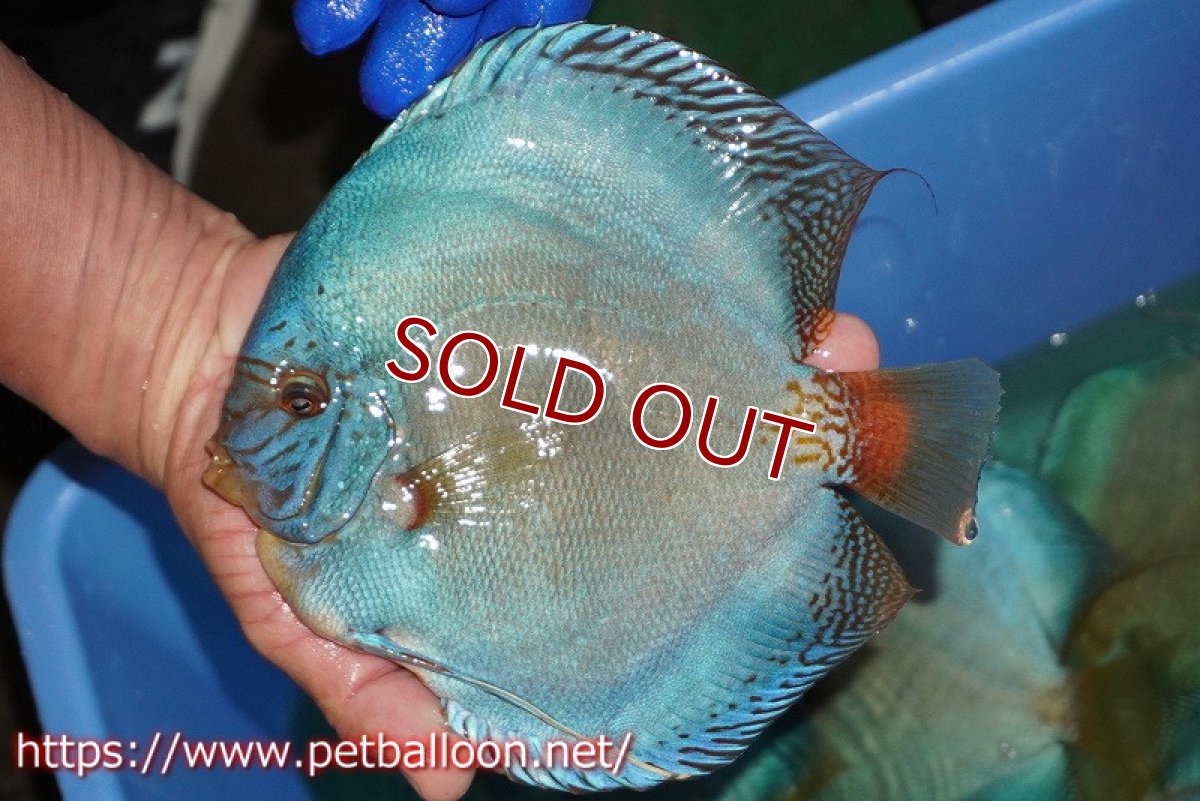 画像2: 【ディスカス】【通販】ウルトラジャイアントフルカバーコバルト（ハイフォーム）【個体販売】19-20cm（生体）マレーシア　NAディスカスファーム (2)