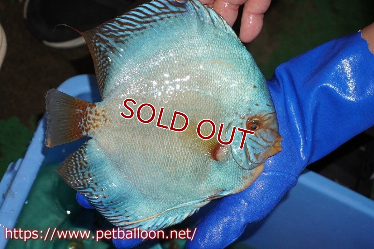 画像3: 【ディスカス】【通販】ウルトラジャイアントフルカバーコバルト（ハイフォーム）【個体販売】19-20cm（生体）マレーシア　NAディスカスファーム (3)